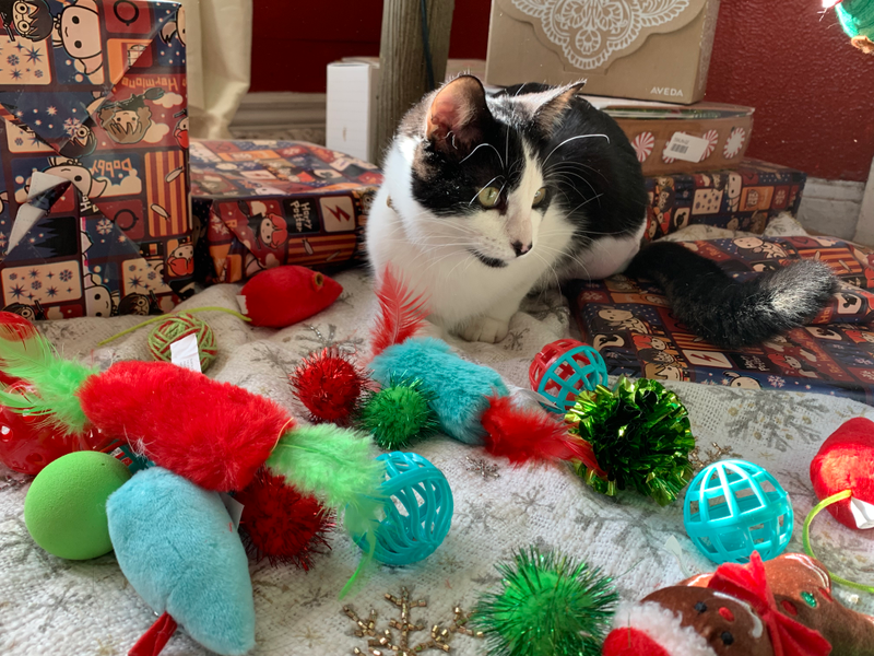 Illustration for article titled Merry Catmas!